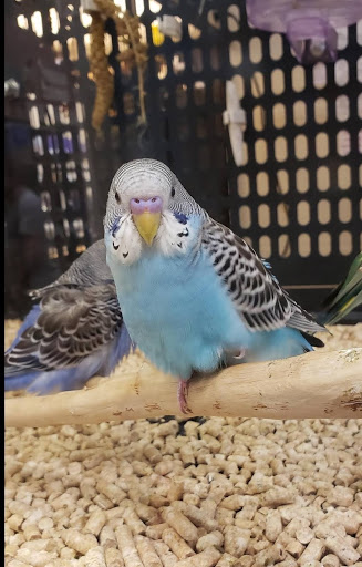 Pet Supply Store «PetSmart», reviews and photos, 10 Hazard Ave, Enfield, CT 06082, USA