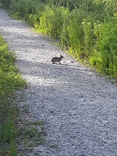 Community Center «North Hall Community Center & Park», reviews and photos, 4175 Nopone Rd, Gainesville, GA 30506, USA