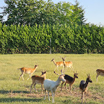 Photo n°3 de l'avis de Matthias.r fait le 09/07/2023 à 06:13 sur le  Hotel Schwartze à Weimar
