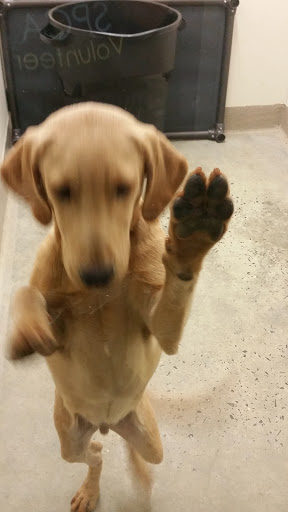 Pet Supply Store «Petco Animal Supplies», reviews and photos, 1391 NJ-35, Middletown, NJ 07748, USA