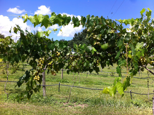 Winery «Hutchinson Farm Winery, LLC», reviews and photos, 8061 Stone Rd, Apopka, FL 32703, USA