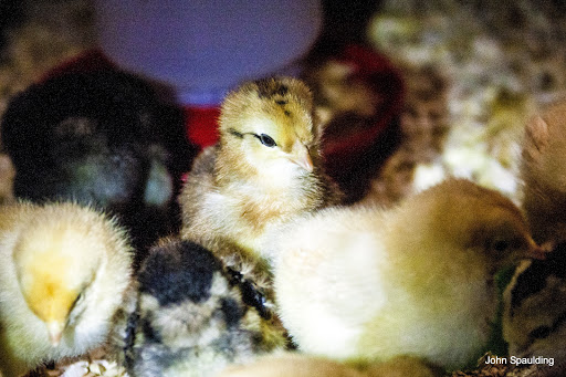 Pet Supply Store «Higbie Farm Supplies Inc», reviews and photos, 3440 Union St, North Chili, NY 14514, USA