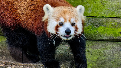 Zoo de Jurques à Dialan sur Chaîne