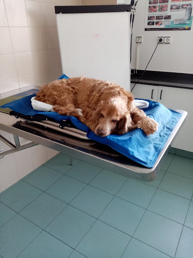Animals Cantabria | Hospital Veterinario 24 Horas