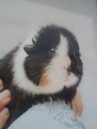 Pet Supply Store «Petco Animal Supplies», reviews and photos, 2575 Fairview Ave N, Roseville, MN 55113, USA