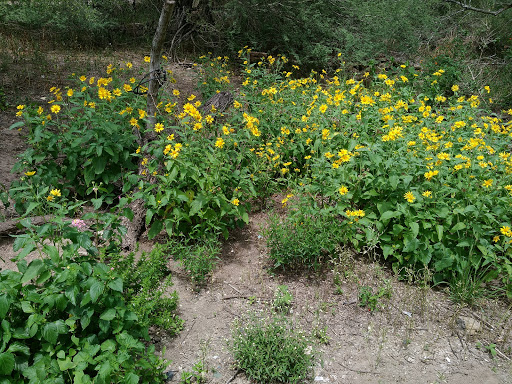 Park «Hugh Ramsey Nature Park», reviews and photos, 1000 TX-499 Loop, Harlingen, TX 78550, USA