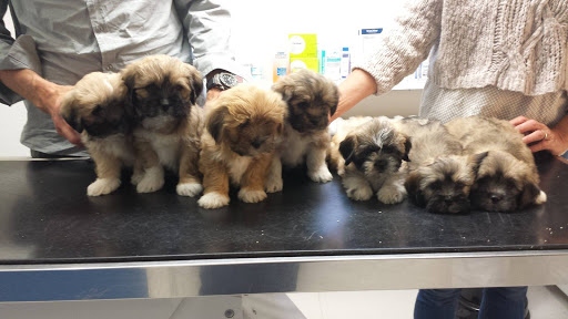 Ani Cura Vangede Animal Clinic in Dyssegård, Gentofte