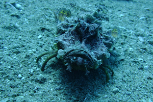 Seven Sisters Diving Site image