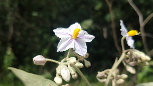 Logo da empresa - Solanum - Projetos e Consultoria Ambiental