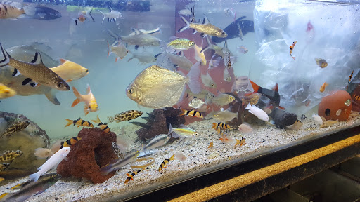 Pet Supply Store «Lotus Aquarium», reviews and photos, 14704 Hawthorne Blvd, Lawndale, CA 90260, USA