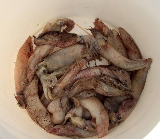 Fishing Charter «Obsession Fishing Charters», reviews and photos, 505 Glen Cheek Dr, Cape Canaveral, FL 32920, USA