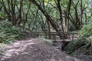 Fern Loop Trail image