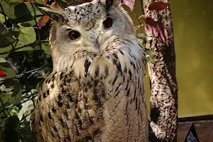Harajuku Owl's Forest image