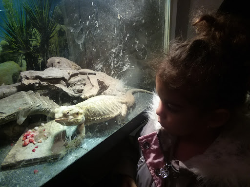 Reptile Store «Cleveland Reptile Show», reviews and photos, 17250 Hummel Rd, Brook Park, OH 44142, USA