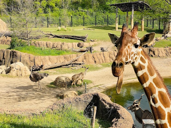 Dallas Zoo