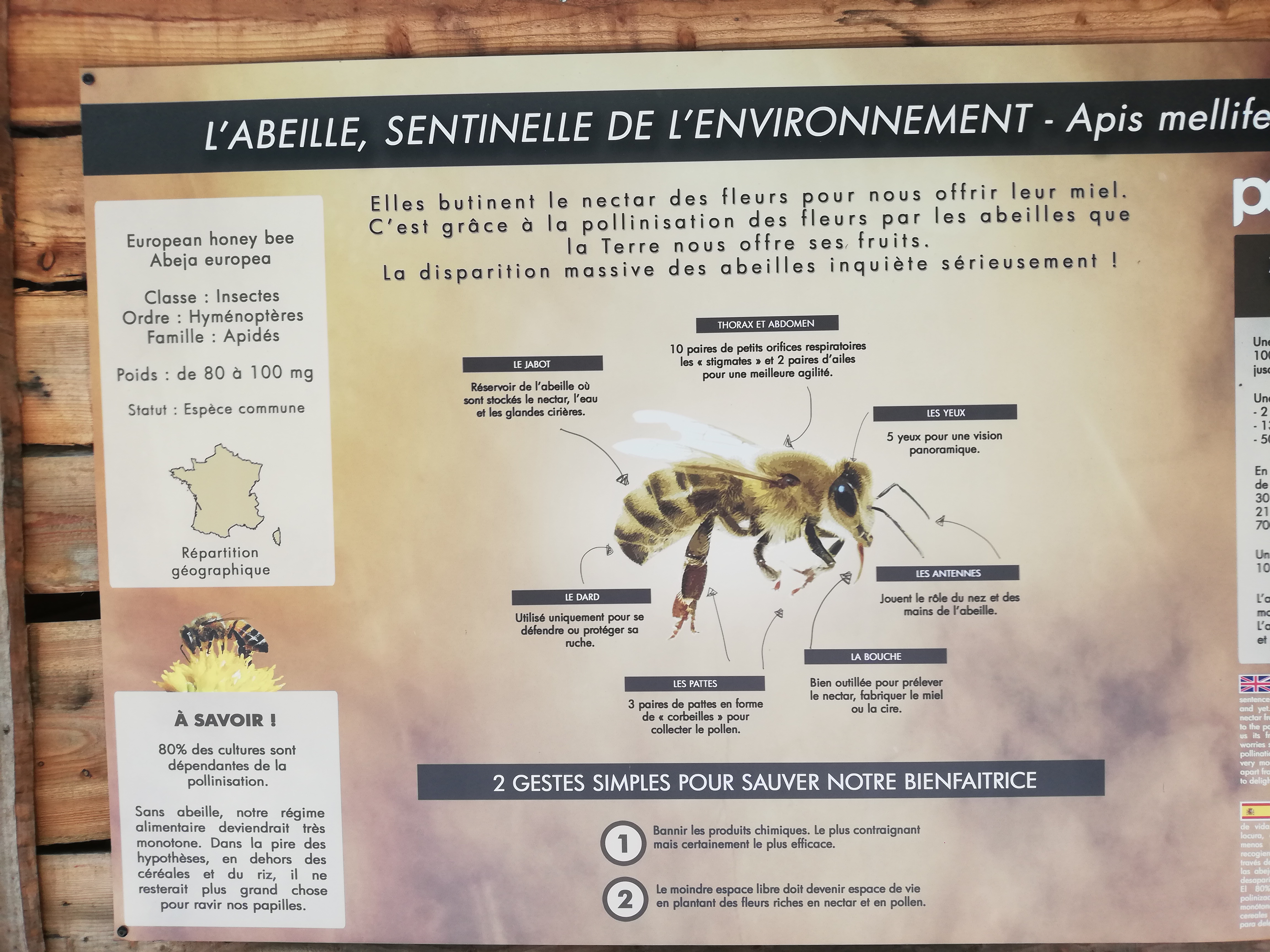 Photo n° 37 de l'avis de Soleil. fait le 20/08/2020 à 12:36