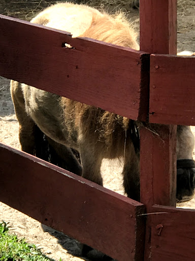 Zoo «Petting zoo Ocala», reviews and photos, 11150 FL-40, Ocala, FL 34482, USA