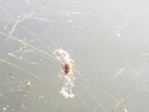 Park «Trimble Park», reviews and photos, 5802 Trimble Park Rd, Mt Dora, FL 32757, USA