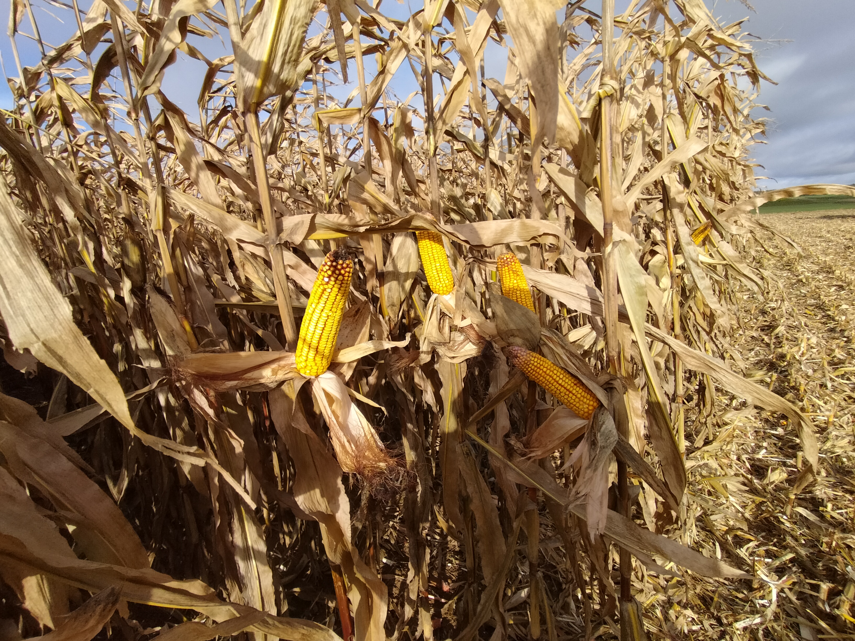 Photo n° 21 de l'avis de DANIEL.A fait le 19/04/2021 à 19:42