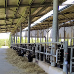 Photo n°6 de l'avis de Giovanni.a fait le 09/07/2022 à 13:28 sur le  Vannulo mozzarelle à Capaccio Scalo