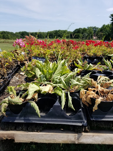 Produce Market «Solly Brothers», reviews and photos, 707 Almshouse Rd, Warminster, PA 18974, USA