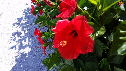 Lighthouse «Harbour Town Lighthouse», reviews and photos, 149 Lighthouse Rd, Hilton Head Island, SC 29928, USA