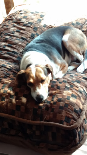 Pet Supply Store «The Dog Store», reviews and photos, 2301 Mt Vernon Ave, Alexandria, VA 22301, USA