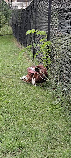 Park «Phillips Park», reviews and photos, 901 Ray Moses Dr, Aurora, IL 60505, USA