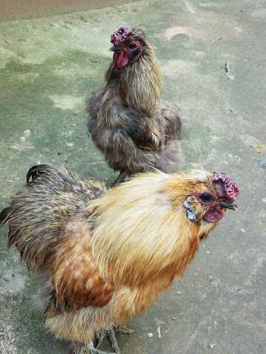 Zoo «3 Palms Zoo & Education Center», reviews and photos, 924 Blackbird Forest Rd, Clayton, DE 19938, USA