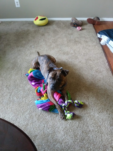 Animal Shelter «South Suburban Humane Society», reviews and photos