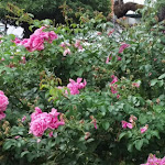 Photo n°12 de l'avis de Marcel.i fait le 31/08/2020 à 11:22 sur le  Hotel Zur Krone à Auggen