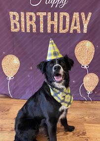 Wagging Tails Pet Resort - Photo 3 - Car repair in Eagan, MN, St. Paul