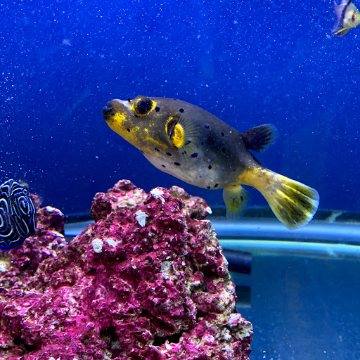 Pet Store «Oak Park Natural Pet & Fish», reviews and photos, 23 N Harlem Ave, Oak Park, IL 60302, USA