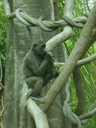 Congo Gorilla Forest image 2