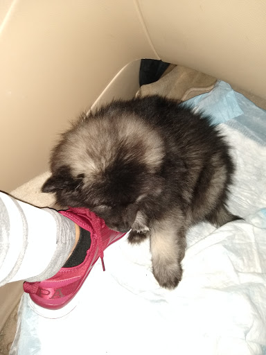 Pet Supply Store «Your Pet Experts», reviews and photos, 1665 State Hill Rd #490, Wyomissing, PA 19610, USA