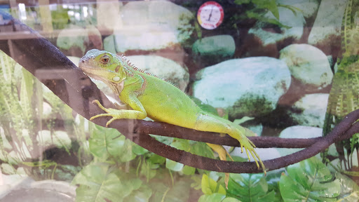 Pet Supply Store «Petco Animal Supplies», reviews and photos, 1203 SE Everett Mall Way f, Everett, WA 98208, USA