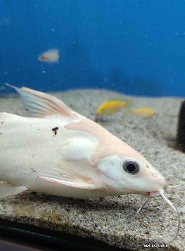 Comentarii opinii despre Aqua Land Akvarisztikai és Állateledel Szaküzlet