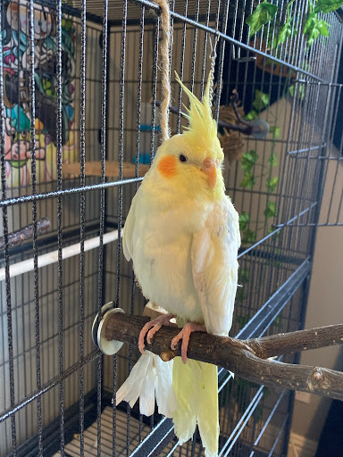 Pet Store «Louis Birds Pets & Supplies», reviews and photos, 80 Keyes St, San Jose, CA 95122, USA