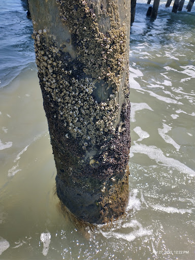 Fishing Pier «The Pier At Garden City», reviews and photos, 110 S Waccamaw Dr, Murrells Inlet, SC 29576, USA