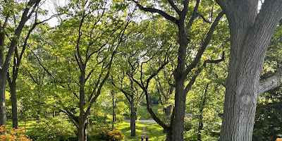 Arnold Arboretum of Harvard University