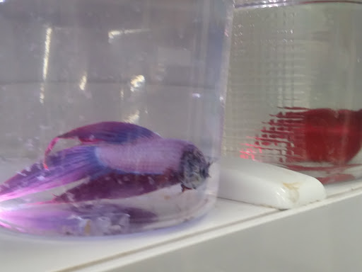 Pet Supply Store «Blackwinds Pet Supplies», reviews and photos, 2494 Military Rd, Niagara Falls, NY 14304, USA