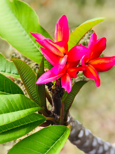 Park «Mangurian Park», reviews and photos, 3850 N Federal Hwy, Fort Lauderdale, FL 33308, USA