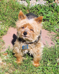Kim's Critter Care - Photo 7 - Car repair in , Minneapolis