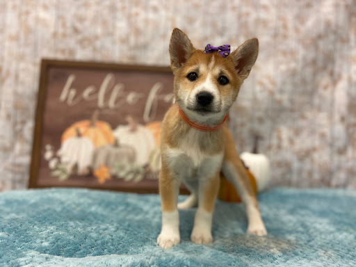 Pet Store «Happiness Is Pets», reviews and photos, 2936 Showplace Dr, Naperville, IL 60564, USA