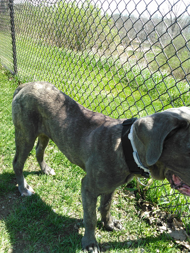 Park «Maple Hill Dog Park», reviews and photos, 390 County Rd 78, Middletown, NY 10940, USA