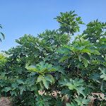 Photo n°13 de l'avis de Letizia.a fait le 03/07/2023 à 20:44 sur le  Ristorante La Zaituna à Syracuse