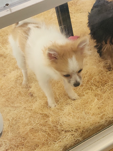 Pet Store «Perfect Pets», reviews and photos, 6840 S University Blvd #410, Centennial, CO 80122, USA