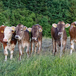 Photo n°2 de l'avis de Rolf.a fait le 10/06/2022 à 06:05 sur le  Leonhardts Stall-Besen ... die etwas andere Gastronomie à Wangen im Allgäu