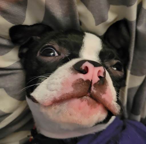 Pet Store «Yuppy Puppy Pet Shop», reviews and photos, 292 Frantz Rd, Stroudsburg, PA 18360, USA