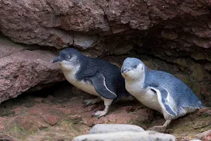 Pōhatu penguins/Plunge NZ Ltd image